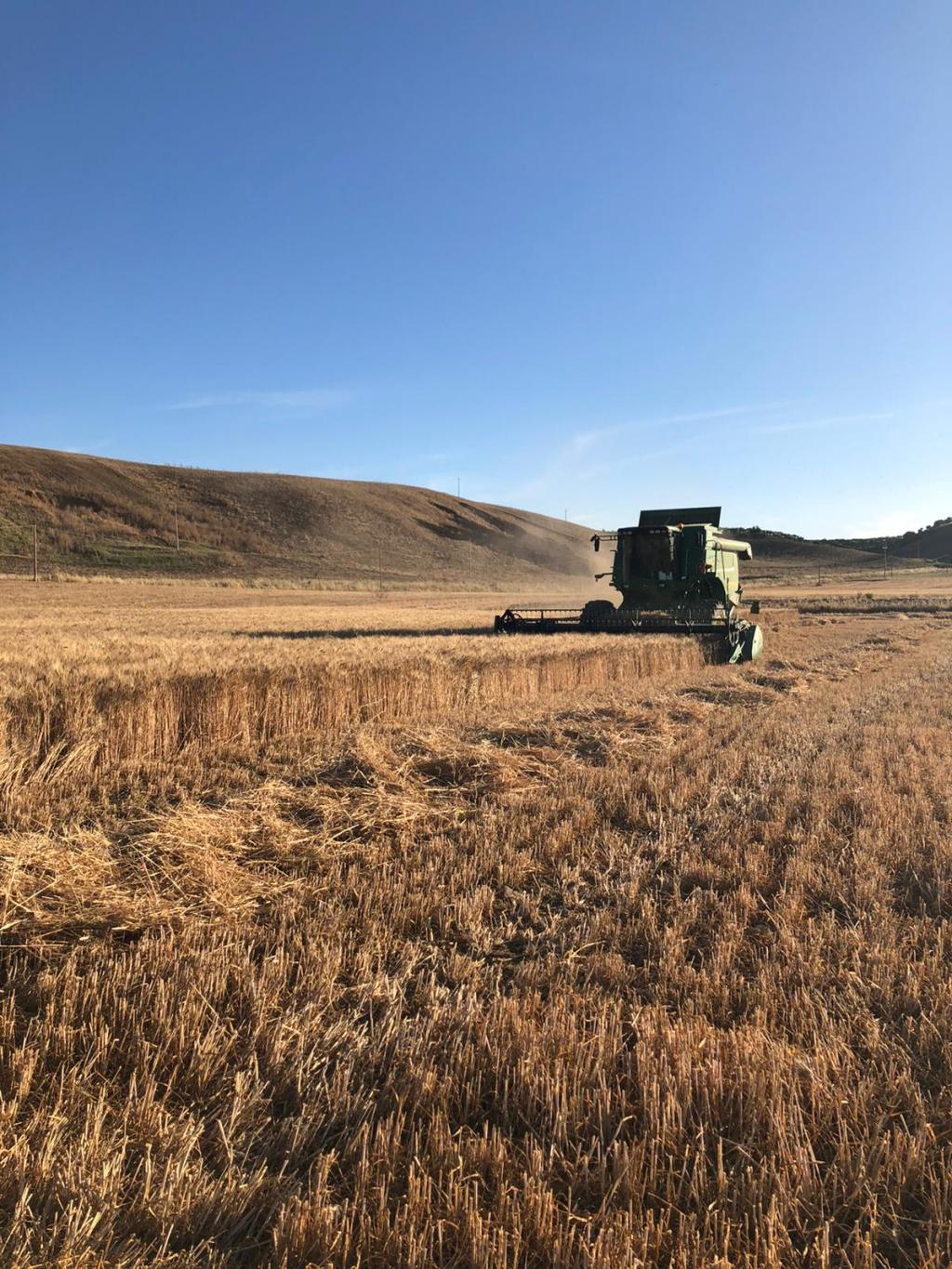 A rischio il raccolto di grano duro escalation di  incendi dolosi nel Calatino. Lettera al Prefetto di&nbsp;Catania