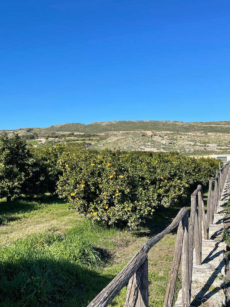 Campagne sotto assedio: tra calamità naturali e aumenti sconsiderati di materie prime alla Piana di Catania imperversano furti, danneggiamenti e pascoli&nbsp;abusivi