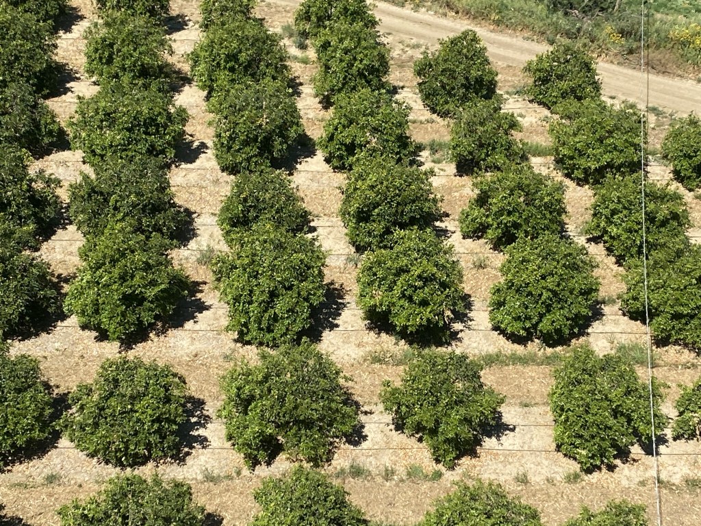 La ​Sicilia, regione più agrumetata d’Italia,​minacciata da pericolosissime fitopatie: Necessario un Piano di emergenza&nbsp;nazionale