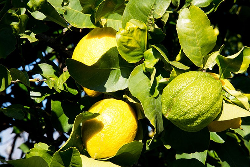Parte la stagione di raccolta dei limoni, Cia Sicilia Orientale: produttori in&nbsp;perdita
